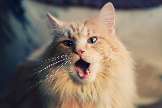 上海男篮新援表现抢眼成为黑马球队关键一环，上海男篮新人