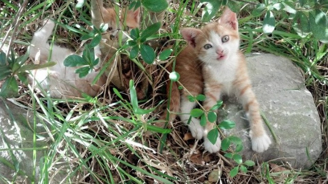 “腰旗美式橄榄球：东部新区赛场迎接极速与巧妙的对抗”