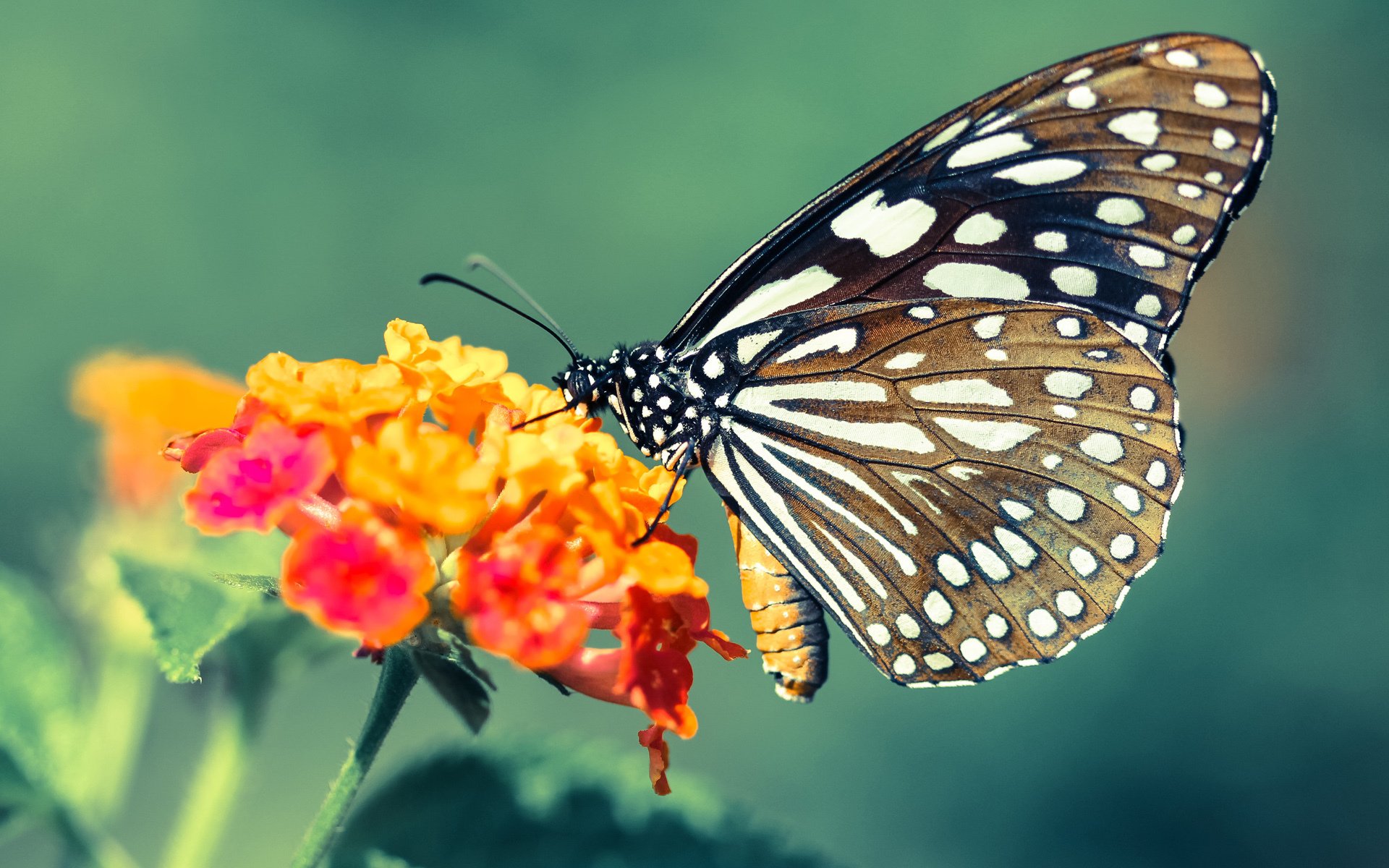 中国香港队的表现让人惊讶：国际乒联混合团体世界杯深度评析，香港乒乓球队名单