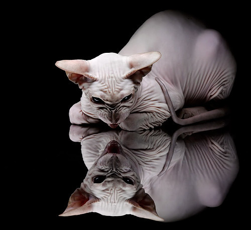 开云体育-斯洛文尼亚男篮在欧洲锦标赛中表现优异，冲击金牌