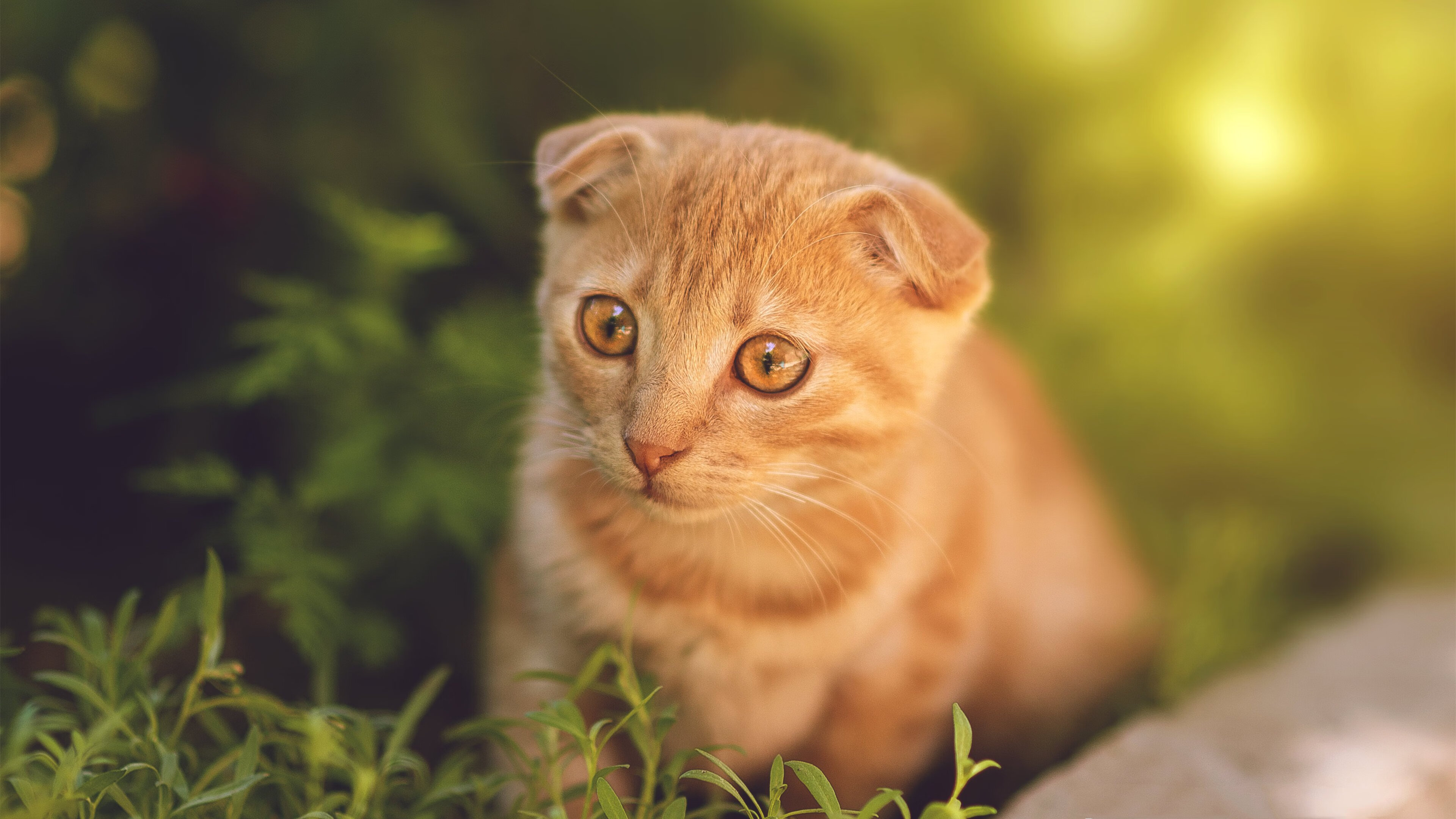 掘金主场优势显现全队化学反应良好，掘金主场是高原吗