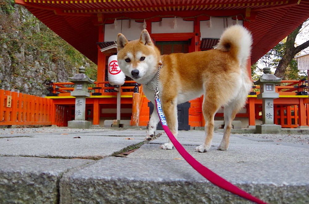开云网站-格鲁吉亚女篮在欧洲锦标赛中夺得佳绩，迈向世界新高峰，格鲁吉亚篮球赛