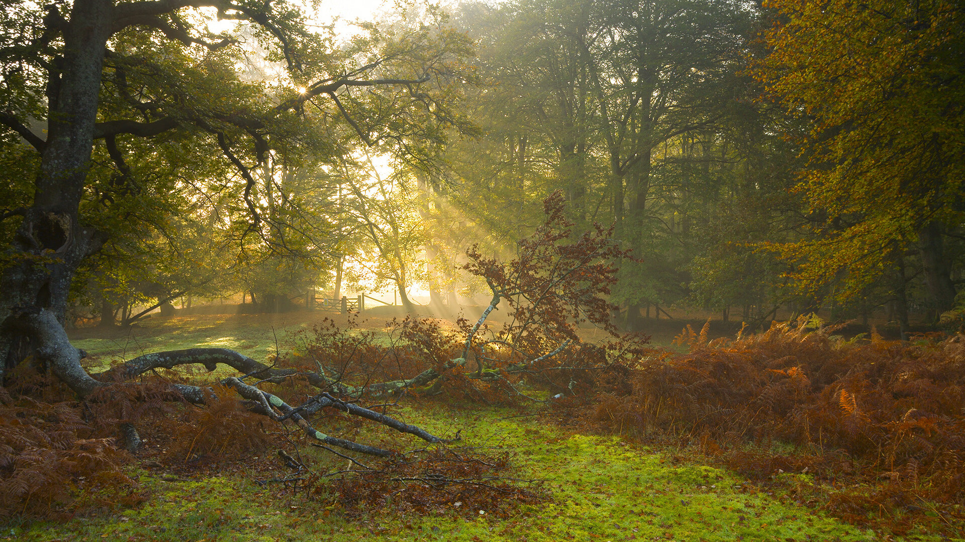 职业联赛鼓励数据分析师参与比赛策略制定过程，数据分析挑战赛