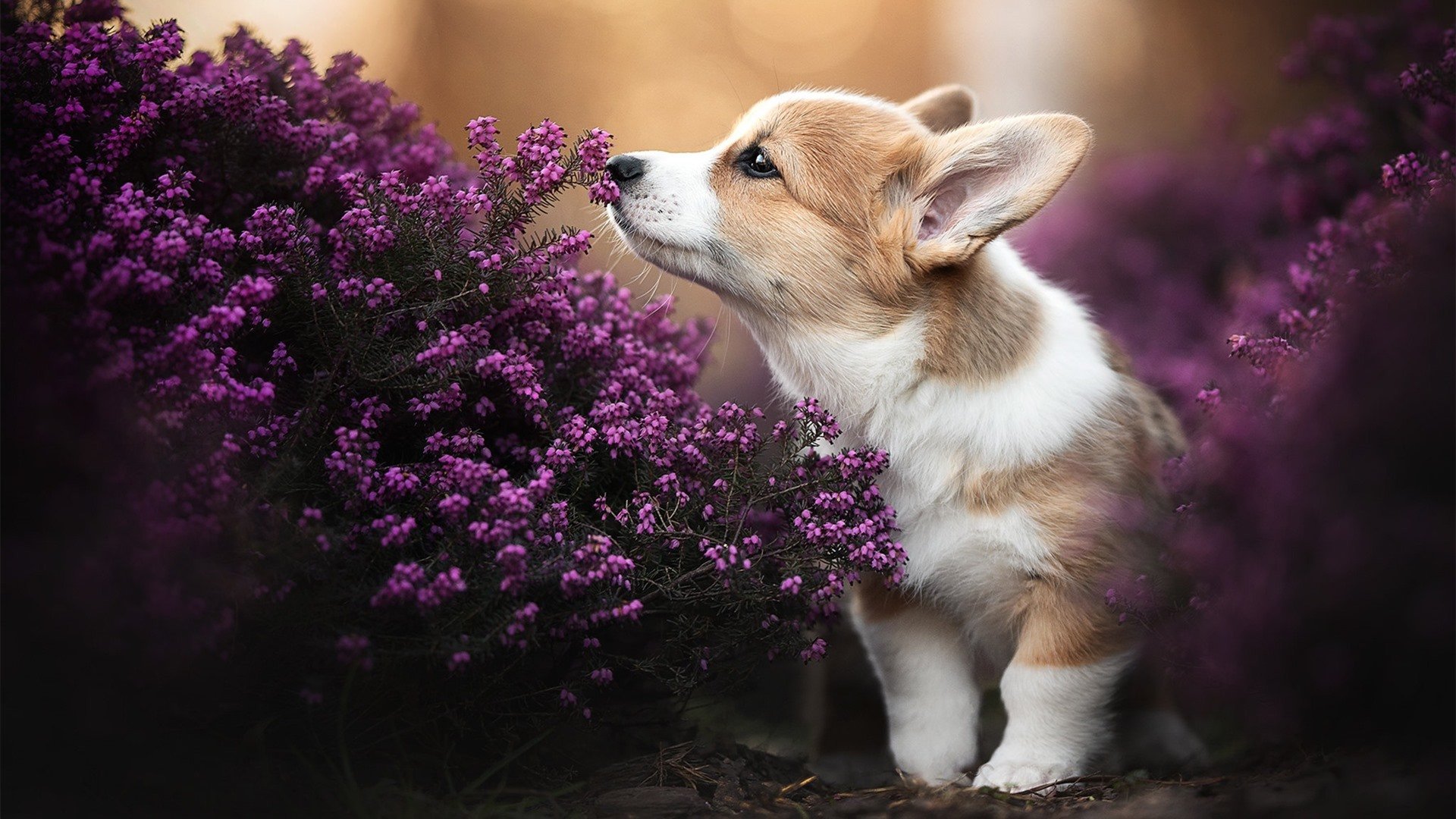 Kaiyun官方登录入口-西甲争霸大战：攻防转换折射出极致智慧，西甲争冠分析